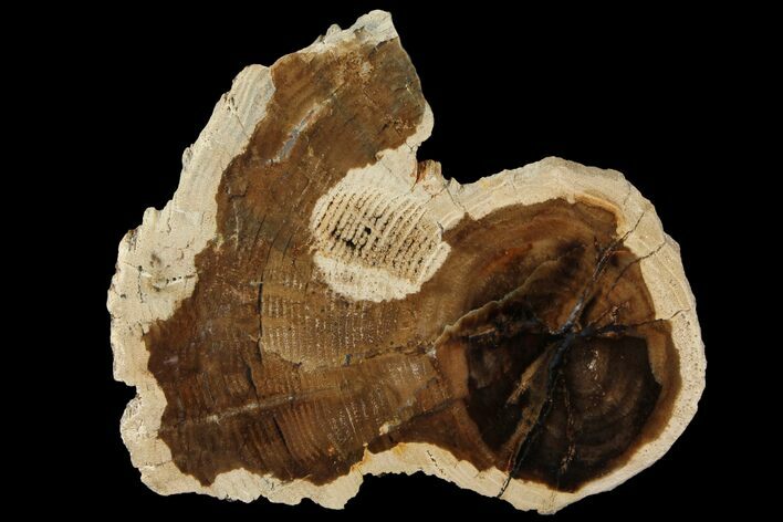 Petrified Wood (Cherry) Slab - McDermitt, Oregon #93840